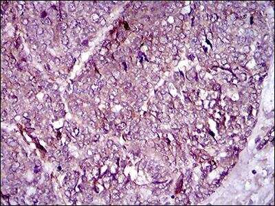 Immunohistochemistry-Paraffin: MCAM/CD146 Antibody (6C3E6) - BSA Free [NBP2-37365]