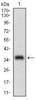 Western Blot: MCAM/CD146 Antibody (6C3E6)BSA Free [NBP2-37365]