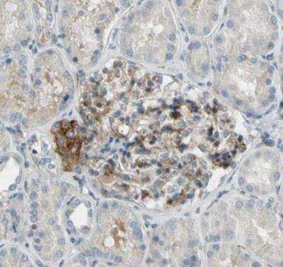Immunohistochemistry-Paraffin: MCAM/CD146 Antibody [NBP1-88132]