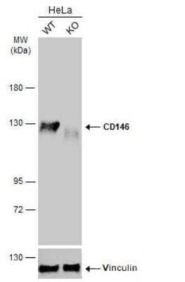 Knockout Validated: MCAM/CD146 Antibody [NBP2-15778]
