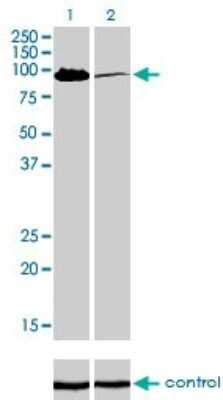 Western Blot: MCC Antibody (1A7) [H00004163-M01]
