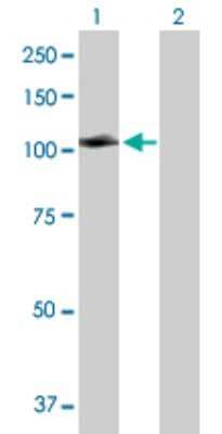 Western Blot: MCC Antibody [H00004163-D01P]
