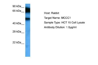 Western Blot: MCCC1 Antibody [NBP2-87786]