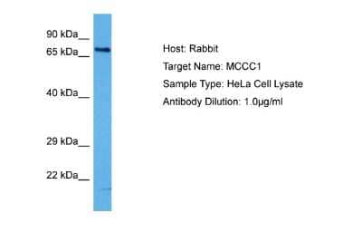 Western Blot: MCCC1 Antibody [NBP2-87787]