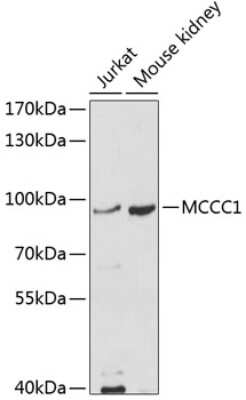 Western Blot: MCCC1 AntibodyBSA Free [NBP3-05091]