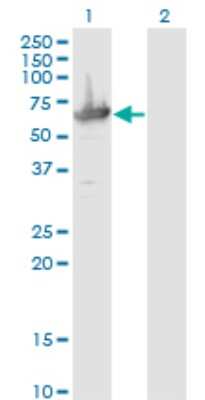 Western Blot: MCCC2 Antibody (2B3) [H00064087-M05]