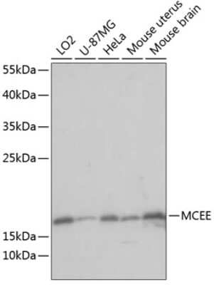 Western Blot: MCEE AntibodyAzide and BSA Free [NBP3-04474]