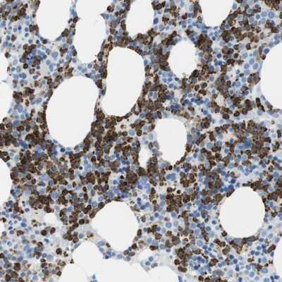 Immunohistochemistry-Paraffin: MCEMP1 Antibody [NBP1-81253]