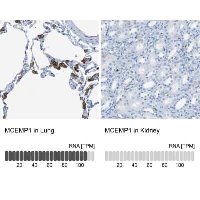 Immunohistochemistry-Paraffin: MCEMP1 Antibody [NBP1-81253]