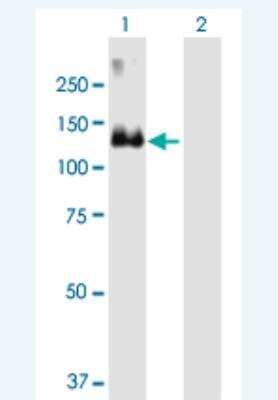 Western Blot: MCF2 Antibody [H00004168-B01P-50ug]