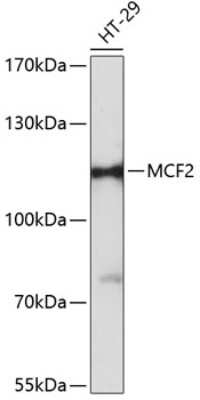 Western Blot: MCF2 AntibodyAzide and BSA Free [NBP3-05168]