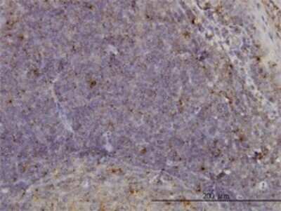 Immunohistochemistry-Paraffin: MCF2L Antibody (1D11) [H00023263-M01]