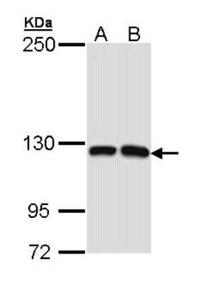 Western Blot: MCF2L Antibody [NBP1-33422]