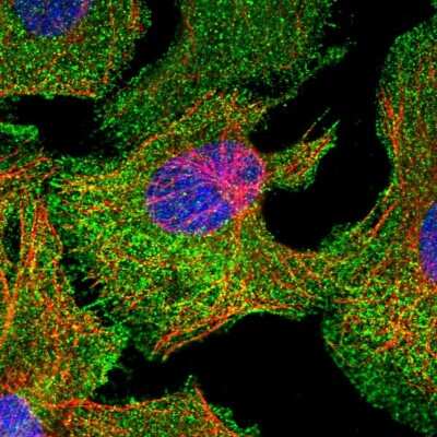 Immunocytochemistry/ Immunofluorescence: MCF2L2 Antibody [NBP1-90850]