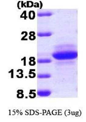 SDS-PAGE: Recombinant Human SDNSF/MCFD2 T7 Protein [NBP1-37074]