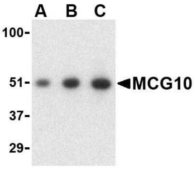 Western Blot: MCG10 AntibodyBSA Free [NBP1-76729]