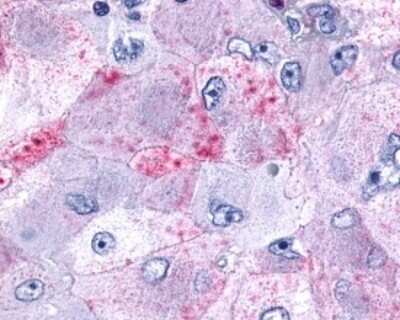 Immunohistochemistry-Paraffin: MCHR1 Antibody - BSA Free [NLS1539]