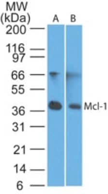 Western Blot: Mcl-1 Antibody [NB100-56146]