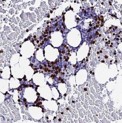 Immunohistochemistry-Paraffin: MCM10 Antibody [NBP1-92102]