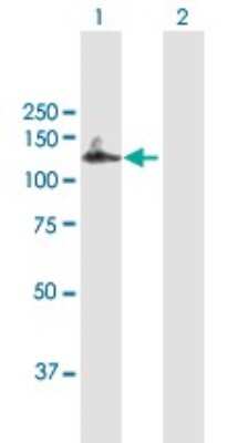 Western Blot: MCM10 Antibody [H00055388-B01P]