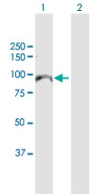 Western Blot: MCM10 Antibody [H00055388-D01P]