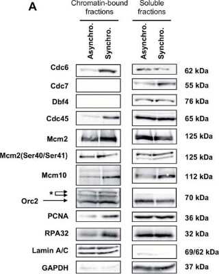 Western Blot: MCM10 Antibody [NB100-253]