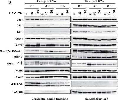 Western Blot: MCM10 Antibody [NB100-253]