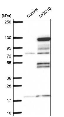 Western Blot: MCM10 Antibody [NBP1-92102]