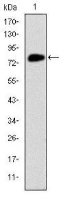 Western Blot: MCM2 Antibody (2B3)BSA Free [NBP2-37566]