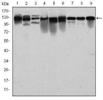 Western Blot: MCM2 Antibody (2B3)BSA Free [NBP2-37566]