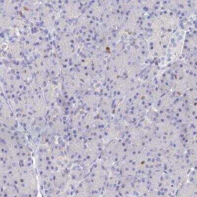 Immunohistochemistry-Paraffin: MCM2 Antibody [NBP2-33953]