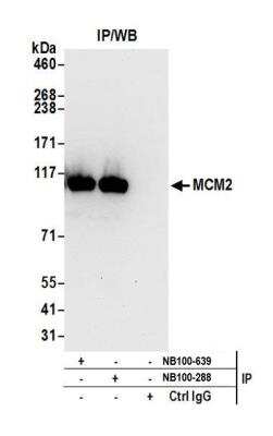 Immunoprecipitation: MCM2 Antibody [NB100-288]