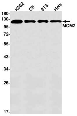 Western Blot: MCM2 Antibody (S08-9H4) [NBP3-14951]