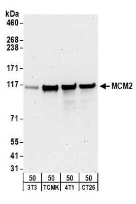 Western Blot: MCM2 Antibody [NB100-244]