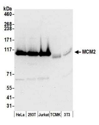 Western Blot: MCM2 Antibody [NB100-288]