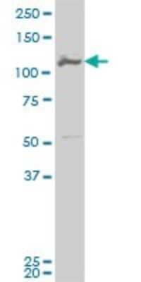 Western Blot: MCM3 Antibody (2A11) [H00004172-M02]