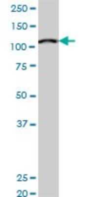 Western Blot: MCM3 Antibody (3E1) [H00004172-M03]