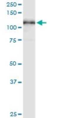 Western Blot: MCM3 Antibody (3E11) [H00004172-M06]