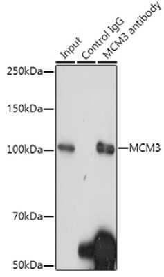 Immunoprecipitation: MCM3 Antibody (9Z5W4) [NBP3-15386]
