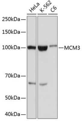 Western Blot: MCM3 Antibody (9Z5W4) [NBP3-15386]