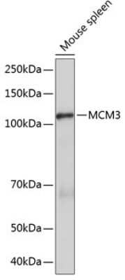 Western Blot: MCM3 Antibody (9Z5W4) [NBP3-15386]