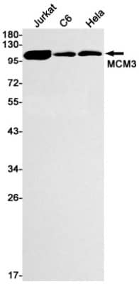 Western Blot: MCM3 Antibody (S04-6B9) [NBP3-19485]