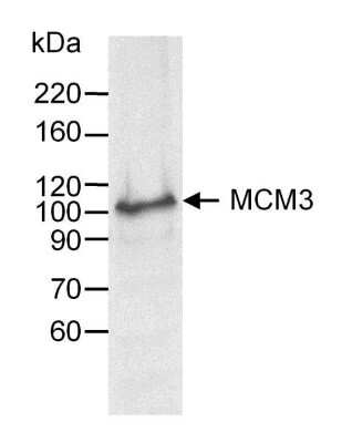 Western Blot: MCM3 Antibody [NB100-249]