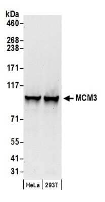 Western Blot: MCM3 Antibody [NB100-249]