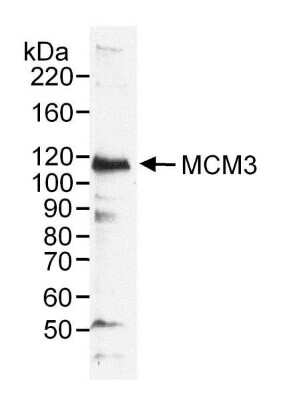 Western Blot: MCM3 Antibody [NB100-289]