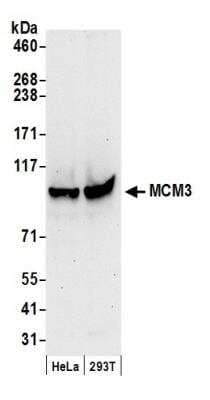 Western Blot: MCM3 Antibody [NB100-289]