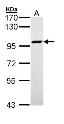 Western Blot: MCM3 Antibody [NBP1-33028]