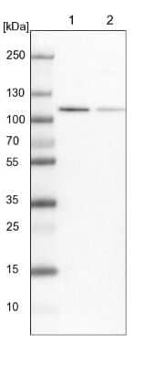 Western Blot: MCM3 Antibody [NBP1-85796]