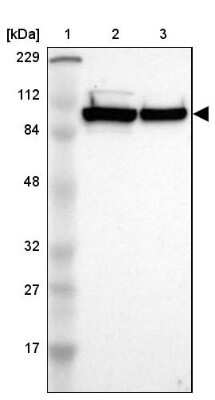 Western Blot: MCM3 Antibody [NBP1-85797]