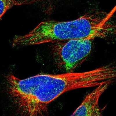 Immunocytochemistry/ Immunofluorescence: MCM3AP Antibody [NBP1-83393]